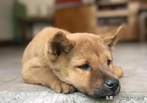 头条问答 小狗狗寿命有多长 14个回答