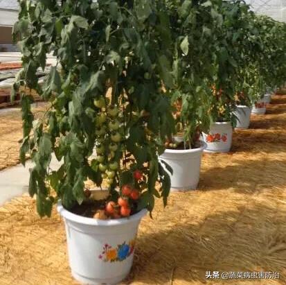 盆栽樱桃番茄种植方法:室内可以种植西红柿吗？用花盆可以吗？