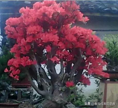 鹃形目嗉囊:杜鹃花可以经常转动花盆吗？