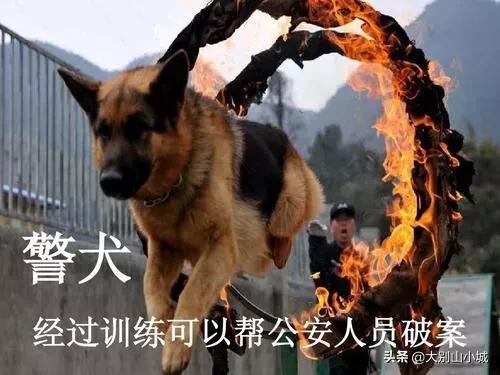报告狗班长被咬:作为一名警察，被警犬咬过是一种什么样的体验？