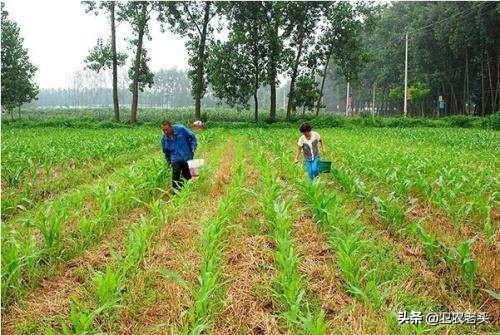 玉米一尺高倒伏要不要扶？