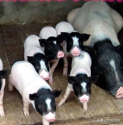 500头猪小养殖厂大概需要多少成本？