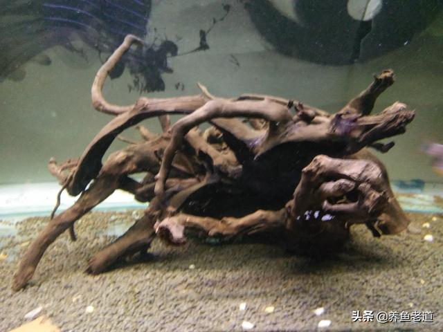 沉木:在喜欢碱性水的热带鱼的鱼缸里放沉木会怎么样？