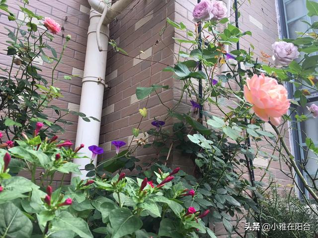 自家阳台种些什么植物好？
