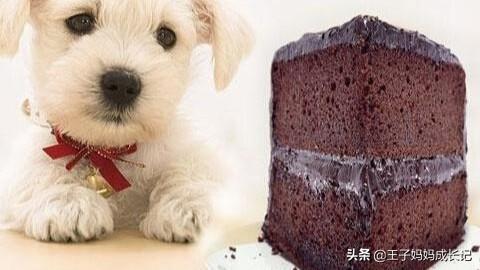 狗吃巧克力会死:狗狗吃了一点巧克力，该怎么办？