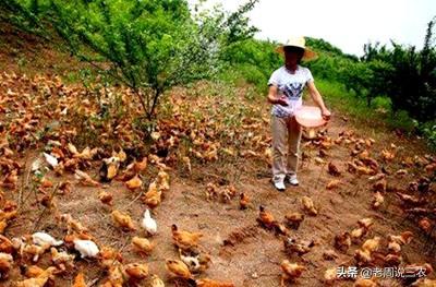 土杂鸡球虫的防止:防止鸡球虫的最佳方法 农村的鸡生病用什么土方法治？有哪几种？