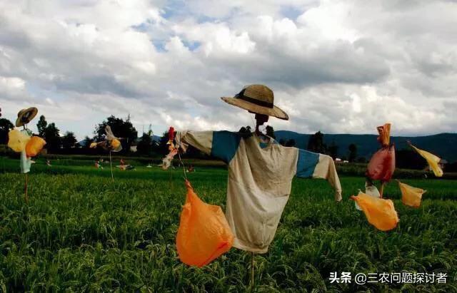 下鸟啦网:蔬菜地里好多鸟会吃菜，该怎么防治呢？