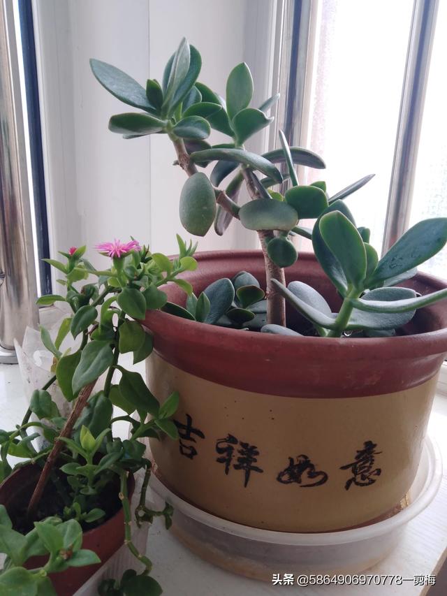 玉树养成盆景的几个技巧，为什么有人养在室内就容易挂掉呢？插图23