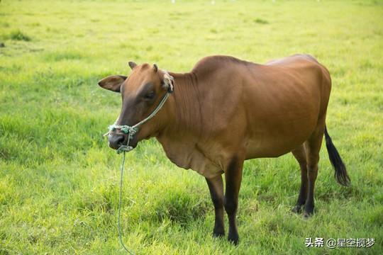 水牛可以在水库里游泳,而黄牛掉进水库会被淹死,都是牛为什么结果会不