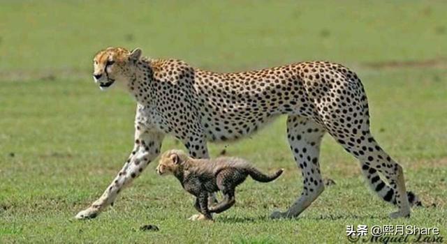 猎豹犬:几只猎豹能战胜一只虎，一个人能不能打败猎豹？