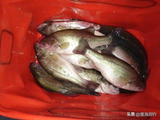 鲈鱼的生活习性及钓法:为什么感觉鲈鱼什么饵都可以钓到呢？