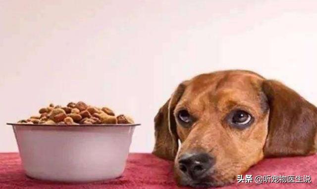 盛来知半生粮食泰迪专用:我家的狗狗近来吃狗粮最后会留一粒，这是为啥呀？