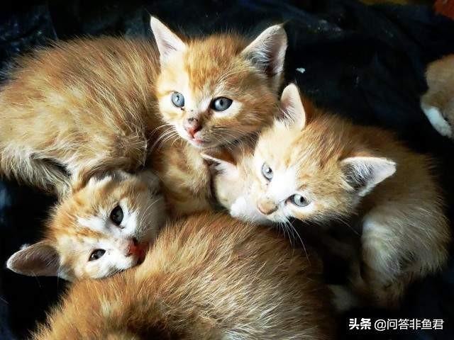 你什么时候被猫的智商震惊了？插图8