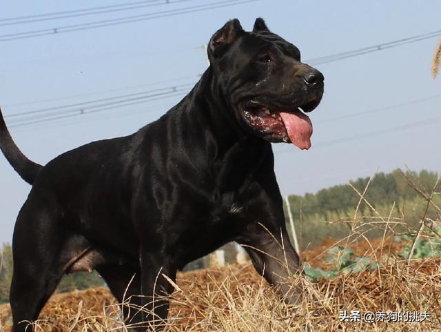 南京皇朝博美犬舍网站:12000买博美是正常价位吗？