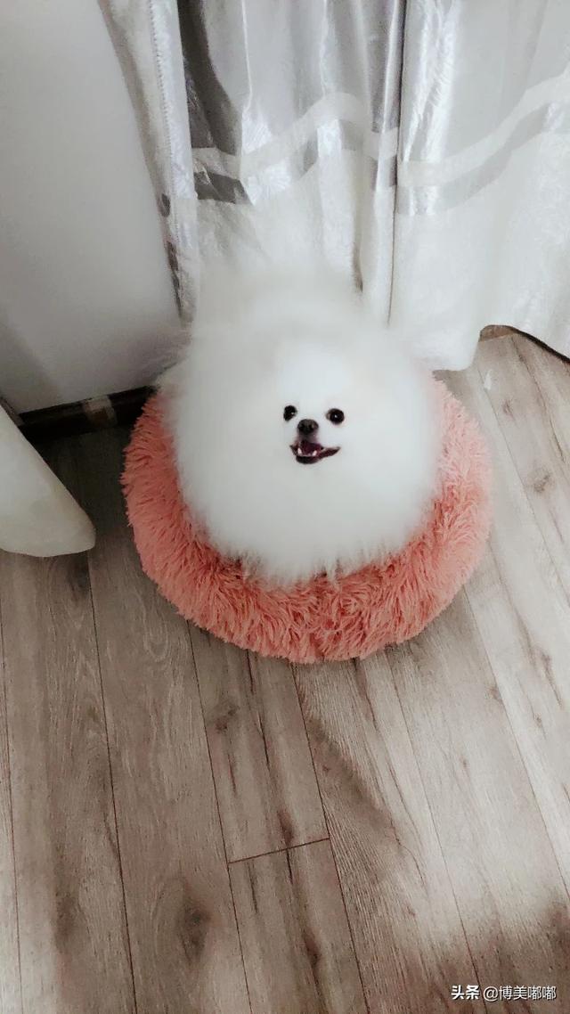 小博美犬不能吃什么食物:博美吃什么可以补充营养？可以吃营养膏吗？