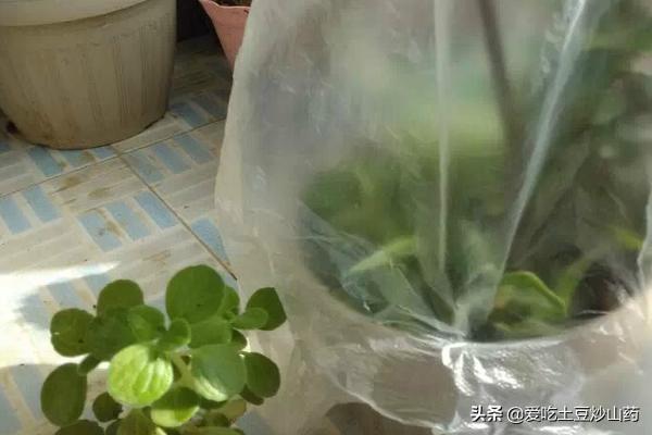 秋季碰碰香怎么养:碰碰香的养殖方法是什么？