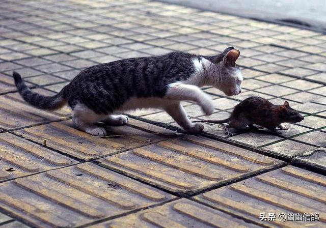 小猫吃耗子药怎么办:猫咪吃了死耗子中毒了我该怎么办？
