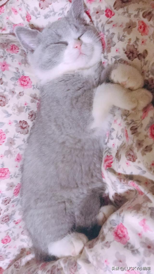 宠儿香猫咪营养膏:猫咪营养膏到底有没有用？