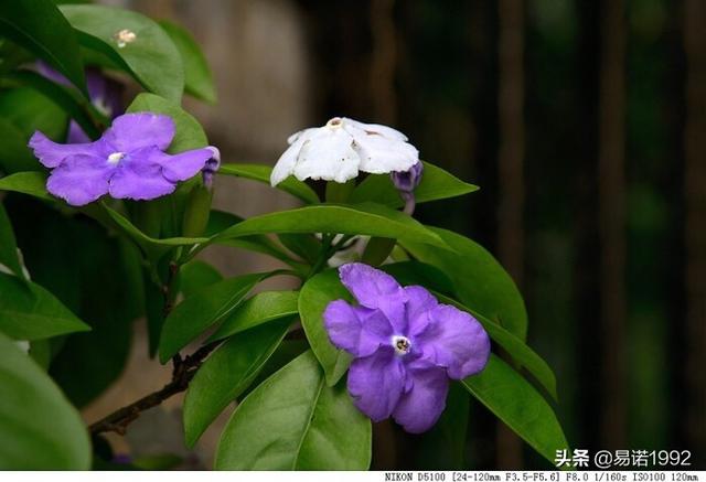 双色茉莉种子在哪里:如何才能养好双色茉莉花？