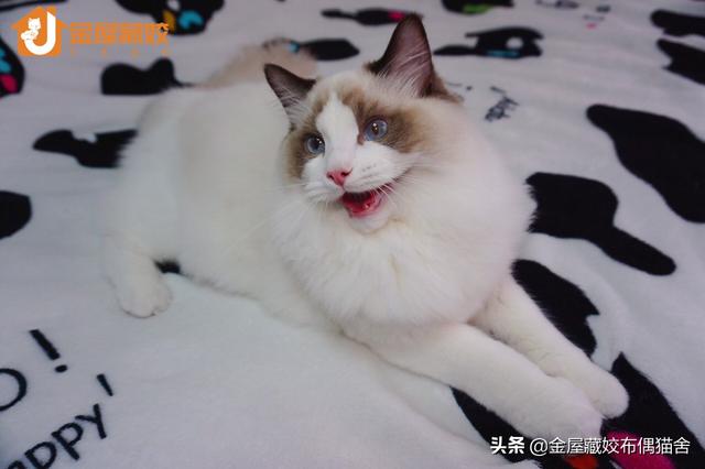 布偶猫:为什么还有人花大价钱买布偶猫？