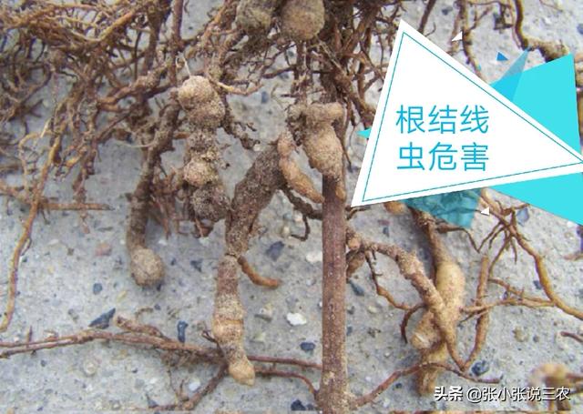 夏黑葡萄种植技术大全那里有:夏黑葡萄的膨大剂怎么配？