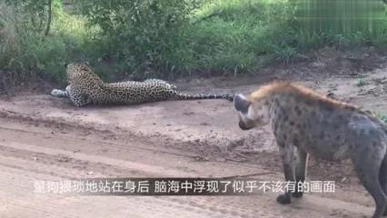 美洲豹鳄鱼:狗是否有足够的咬合力，能把豹子的整个脚掌连骨咬掉