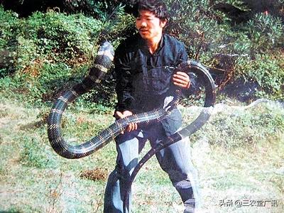 帝皇眼镜蛇王养殖:帝皇眼镜蛇王图片 云南一村民，在鱼塘发现4米长眼镜王蛇，为啥不让它爬上岸呢？