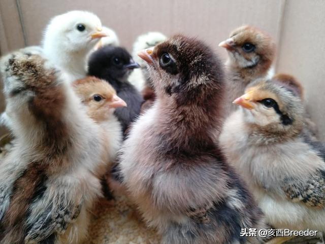 磺胺对甲氧嘧啶二甲氧:信鸽磺胺类药物中毒怎么治疗？