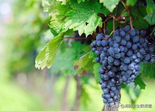 头条问答 - 地中海气候地区适合种植哪些农作物啊?(4个回答)