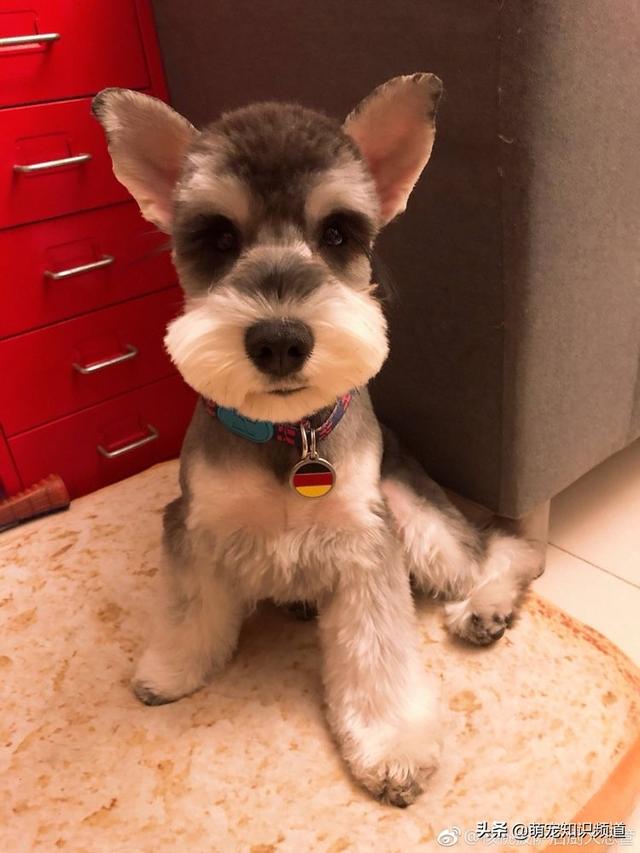 适合人的母狗:什么“人食”是比较适合泰迪犬吃的呢？