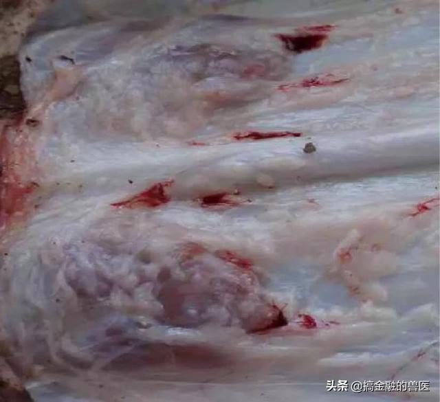 动物疫情测报终端:小猪发热死了去找人解剖说是猪瘟还有心肌炎怎么办？