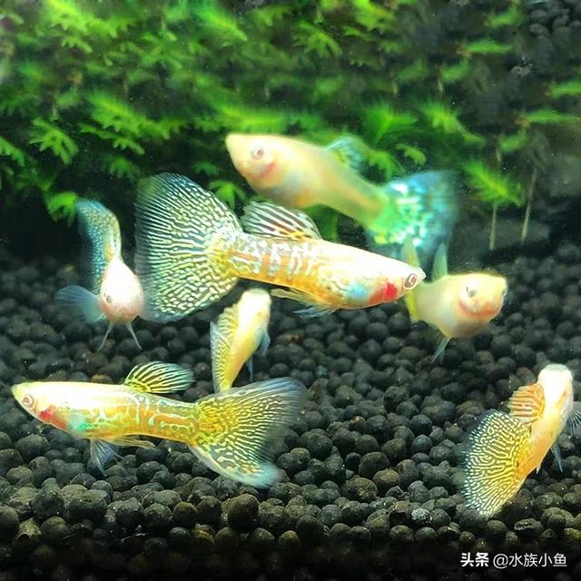 银河马赛克孔雀鱼图片:孔雀鱼的寿命有多长，仰头怎么回事？