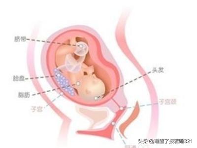 胎儿的发育过程:人体胚胎发育过程是什么样子的？