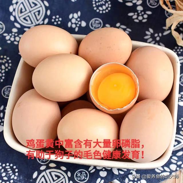 萨摩怎么喂狗粮:萨摩吃什么可以改善毛色？