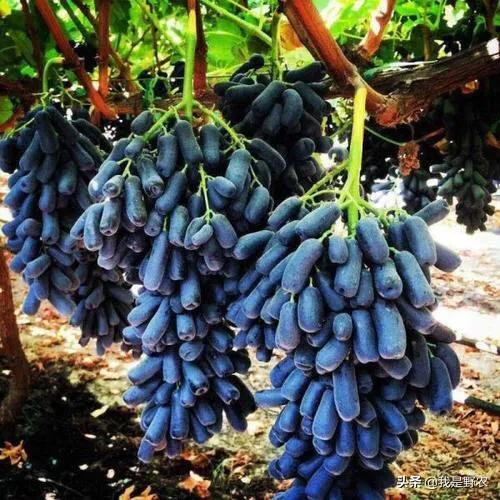 蓝宝石葡萄种植方法:蓝宝石葡萄露天栽培可以吗？