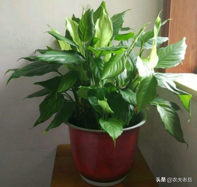 花叶万年青根部腐烂:万年青叶子有点烂是怎么回事呀？