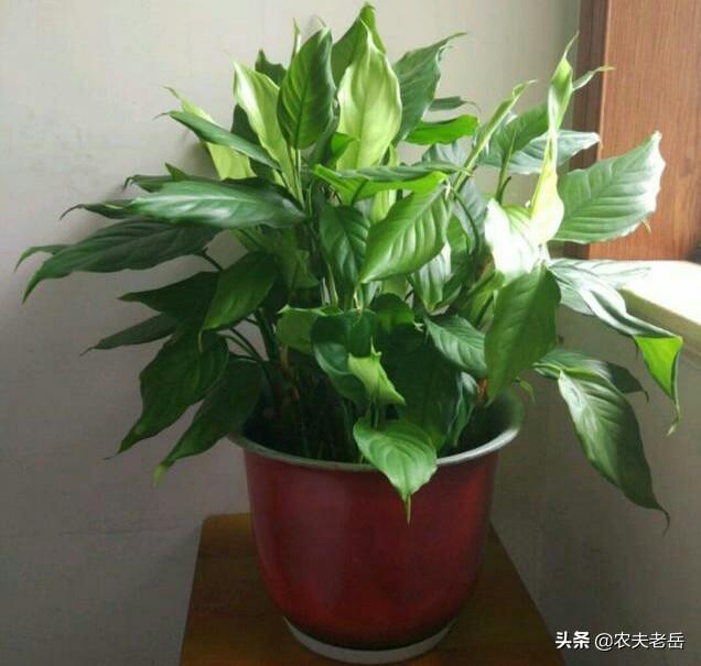 花叶万年青根部腐烂:花叶万年青怎样盆栽和管理？