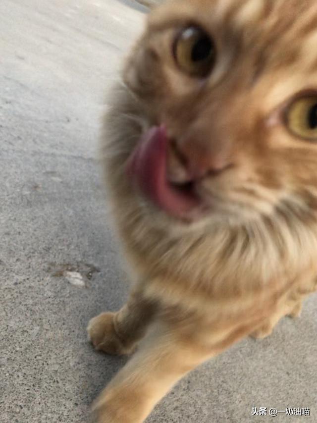 怎么判断自己家猫品种:怎么看猫咪是流浪猫还是家养猫？