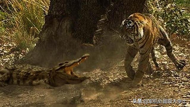 鳄鱼恐龙王虾:老虎和狮子，它们谁对战鳄鱼更厉害呢？