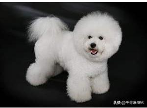 比熊犬怎么养:比熊犬怎么养最好 饲养比熊犬的注意事项有哪些？