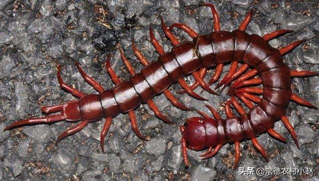 秘鲁巨人蜈蚣:除了人类，谁还知道蝙蝠的天敌是谁？求科普介绍下相关知识？
