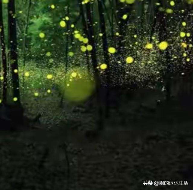 萤火虫祖先被发现:以前夏夜在野外常见的萤火虫，为什么现在逐渐销声匿迹了