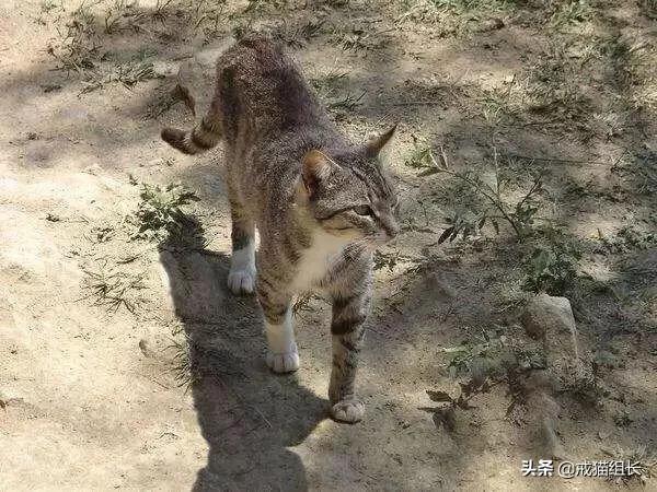 异国短毛猫护理经验:猫为什么有泪痕?怎么护理？
