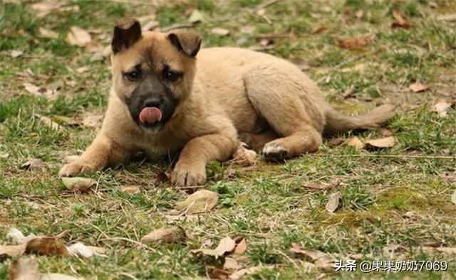 巨贵犬吃什么长得大:养农村土狗喂什么长得又快又大？