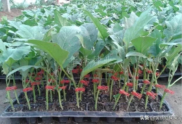珍珠番茄的繁殖方式:黑珍珠番茄如何在家盆栽种植？