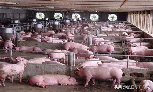 现在建一个合格的养猪场,一千头左右要多少钱才可以运行？
