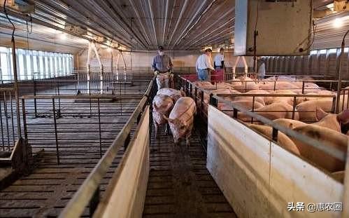 农村大量散户猪圈被拆，散户将退出养猪行业，留下的猪市空白，谁能填补？