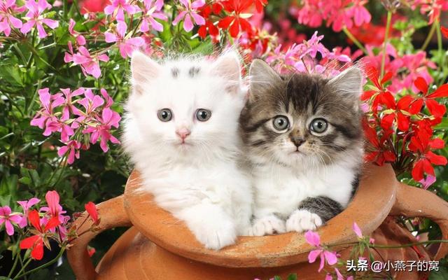养猫注意事项:饲养猫咪，有哪些禁忌不能犯？ 养猫注意事项 寄生虫