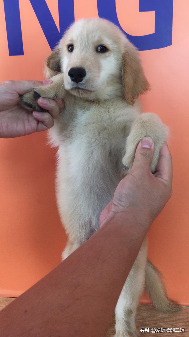 金毛狗图片:怎么挑选金毛幼犬？养狗经验不多？
