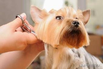 狗和剪刀的正确使用方法:简单实用的狗狗剪毛方法？